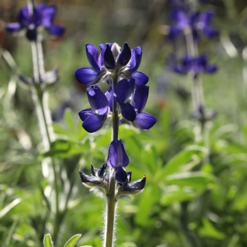 הזמר במסיכה - מאחורי הקלעים